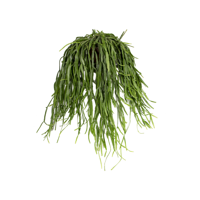 Rhipsalis roseana